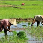 Siapkan 506 Ton Beras Antisipasi Krisis Pangan di Kaltim