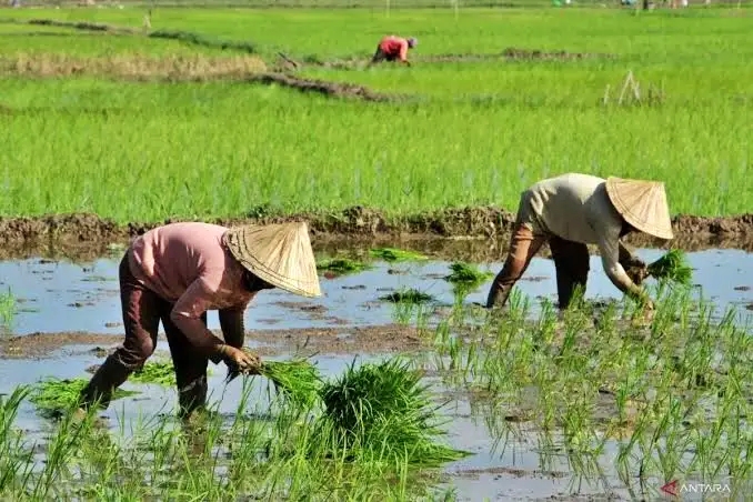 Siapkan 506 Ton Beras Antisipasi Krisis Pangan di Kaltim